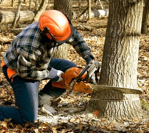 Tree Removal in Southern Pines, NC